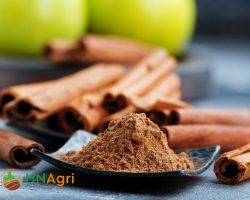 Top-Organic-Cinnamon-Brands-Discover-the-Finest-Choices-1