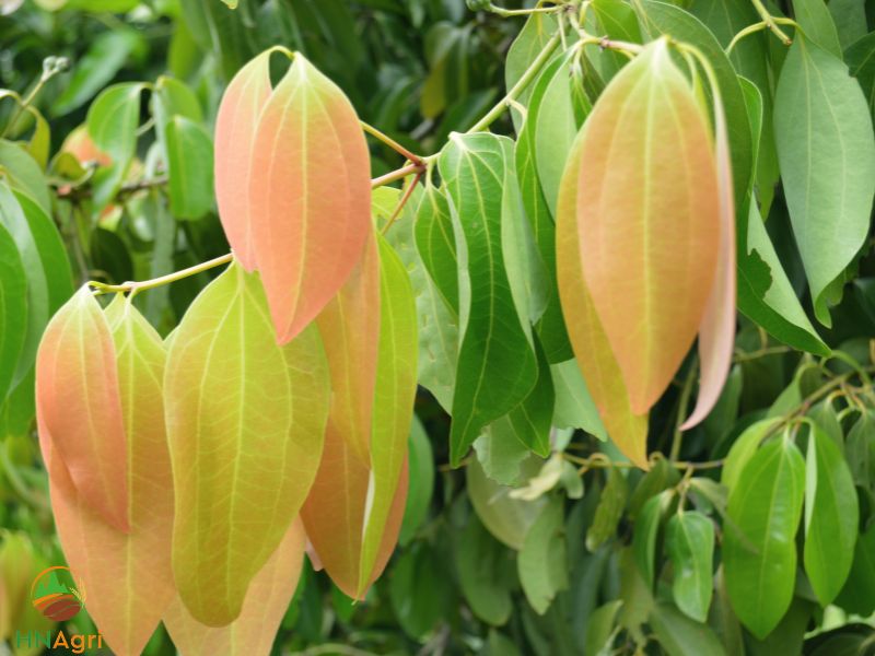 discover-the-uses-and-surprising-benefits-of-cinnamon-leaves-1